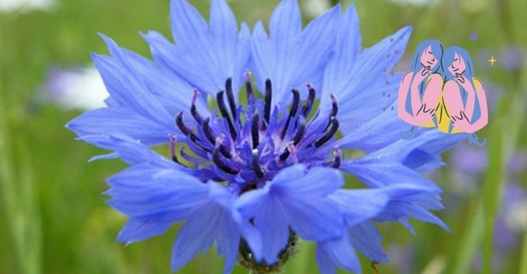 flor-ideal-geminis