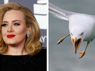 adele-miedo-pájaros