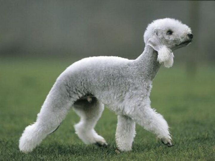 bedlingtonterrier