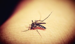 mosquitos-repelentes-naturales