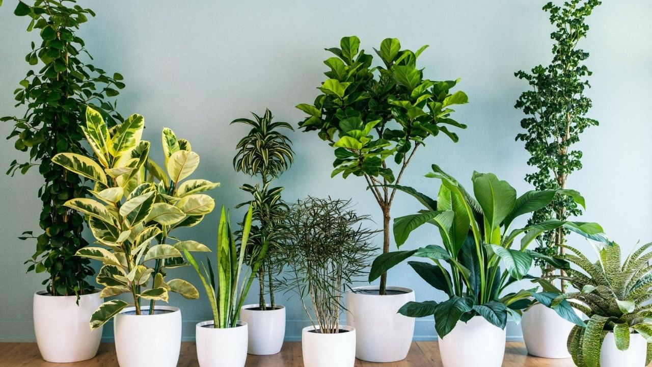 plantas-purifcar-aire