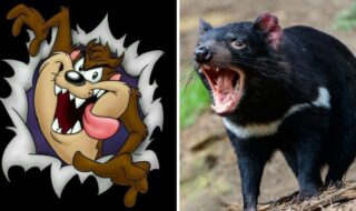 demonio-de-tasmania