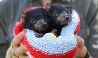 demonio-de-tasmania-bebe