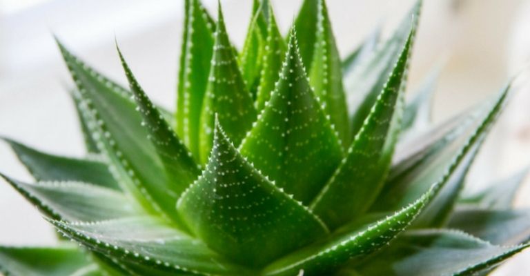 aloe-vera-planta-purificar-aire