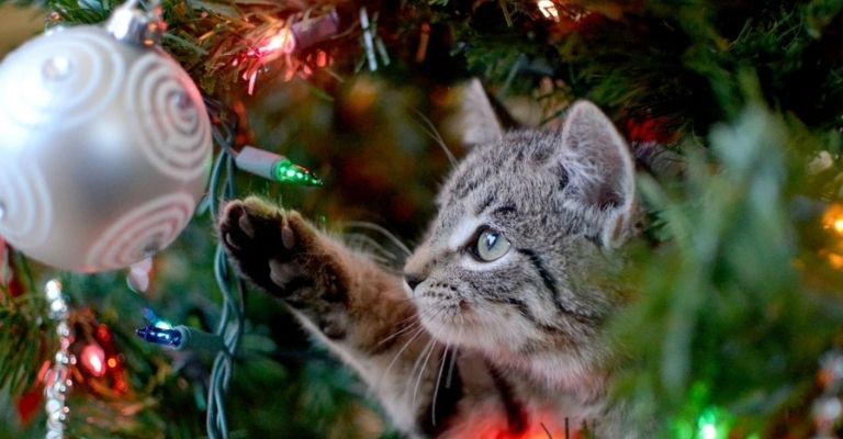 gato-arbol-de-navidad