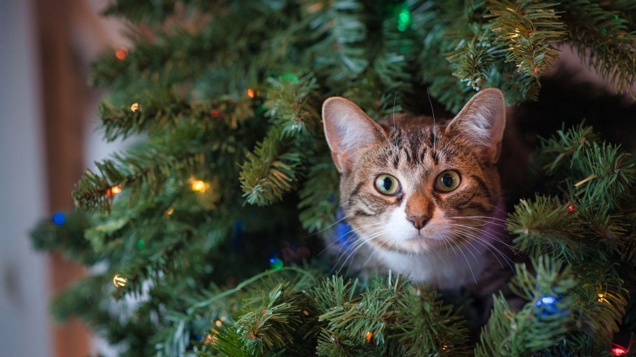 gato-arbol-de-navidad